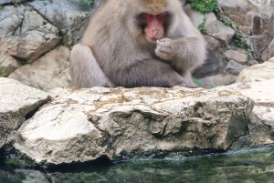 Vanuit Tokio: Privé-dagtour naar de sneeuwapen