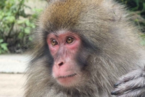 Vanuit Tokio: Privé-dagtour naar de sneeuwapen