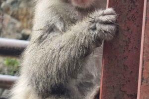 Vanuit Tokio: Privé-dagtour naar de sneeuwapen