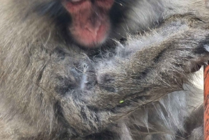 Vanuit Tokio: Privé-dagtour naar de sneeuwapen