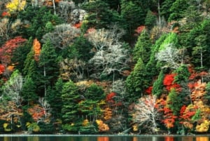 Privat dagstur från Tokyo till Nikko med engelsk guide