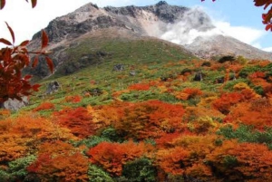 Privat dagstur från Tokyo till Nikko med engelsk guide