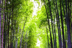 Из Токио: Частный 7-дневный тур по Токио, Киото, Осаке и Никко