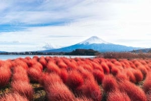 Fuji/Hakone Private Tour, English speaking guide, Photograph