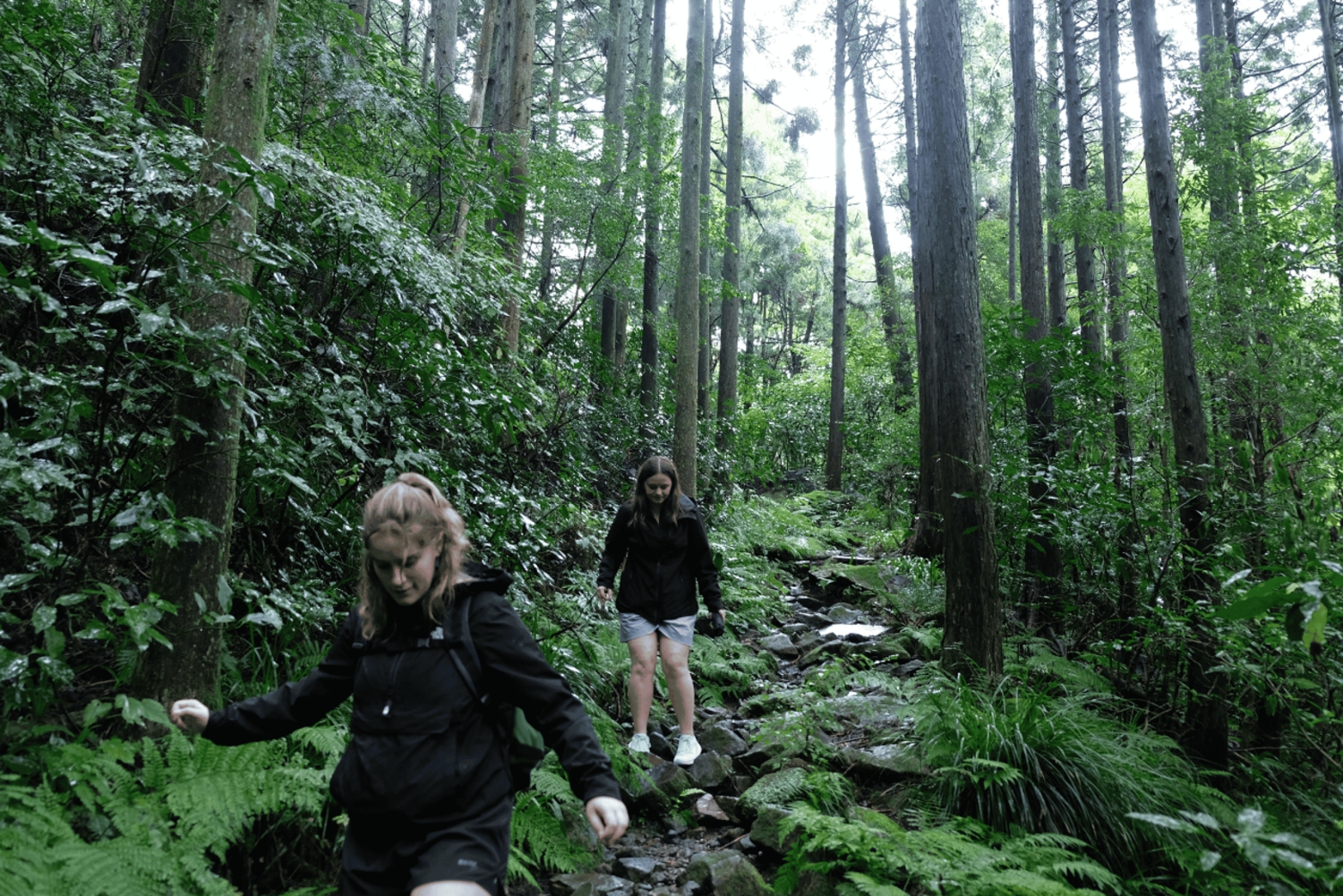 Hakone Hachiri: Excursão de meio dia à antiga autoestrada Tokaido