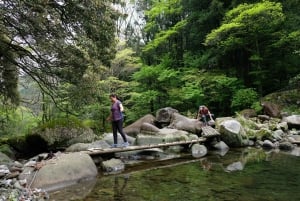 Hakone Hachiri: Tour di mezza giornata sull'antica autostrada Tokaido