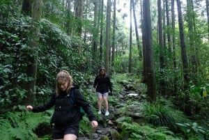 Hakone Hachiri: Wanderung auf dem alten Tokaido Highway