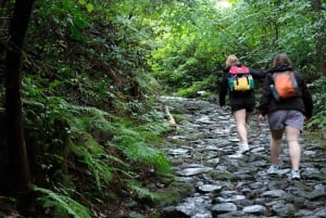 Hakone Hachiri: Wanderung auf dem alten Tokaido Highway