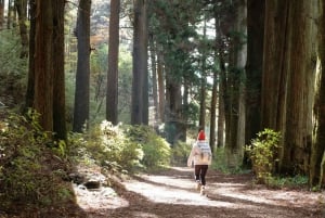 Hakone Hachiri: Wanderung auf dem alten Tokaido Highway