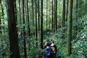 Hakone Hachiri: Wanderung auf dem alten Tokaido Highway
