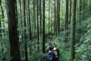 Хаконэ Хачири: пешеходная экскурсия по старому шоссе Токайдо