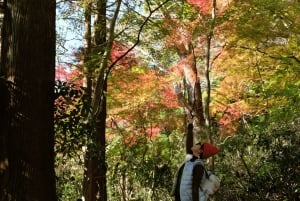 Хаконэ Хачири: пешеходная экскурсия по старому шоссе Токайдо