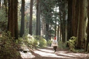 Хаконэ Хачири: пешеходная экскурсия по старому шоссе Токайдо