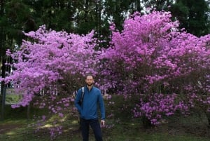 Хаконэ Хачири: пешеходная экскурсия по старому шоссе Токайдо