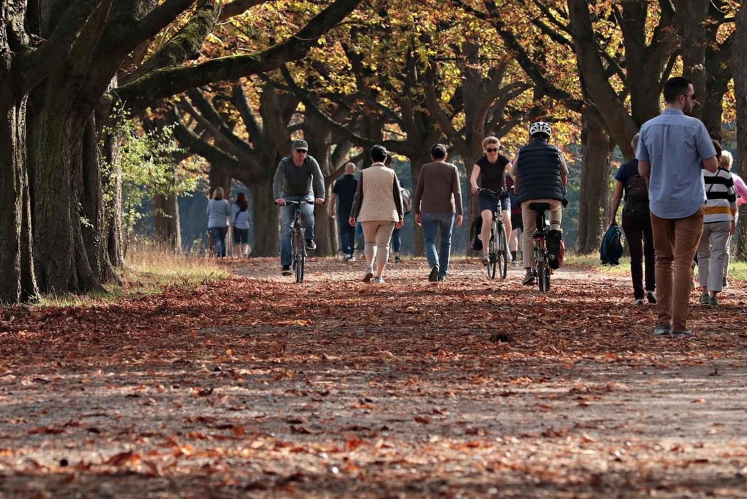 Geschichte und Gelassenheit im Meiji-Schrein und im Yoyogi-Park – Walking Tour