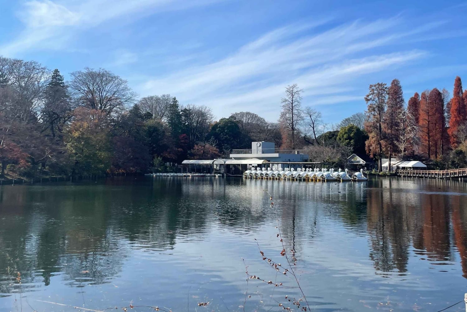 Inokashira Park: Guided Nature & Hidden Gems Walk