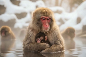 Japan: 4-dagars höjdpunkter med Fuji, Hakone, Nikko och snöapor