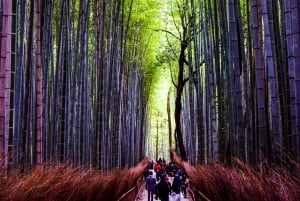 Desde Tokio: Tokio, Kioto, Osaka y Nikko Tour Privado de 7 Días