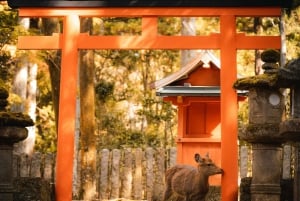 Desde Tokio: Tokio, Kioto, Osaka y Nikko Tour Privado de 7 Días