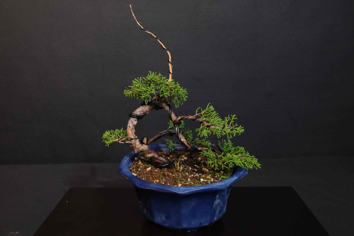 Bonsai-workshop på spanska i Shibuya, Japan