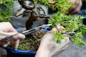 Bonsai-workshop på spanska i Shibuya, Japan
