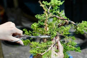 Bonsai-workshop på spanska i Shibuya, Japan