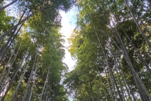 東京発、新幹線で行く京都日帰りツアー（プライベートツアー）