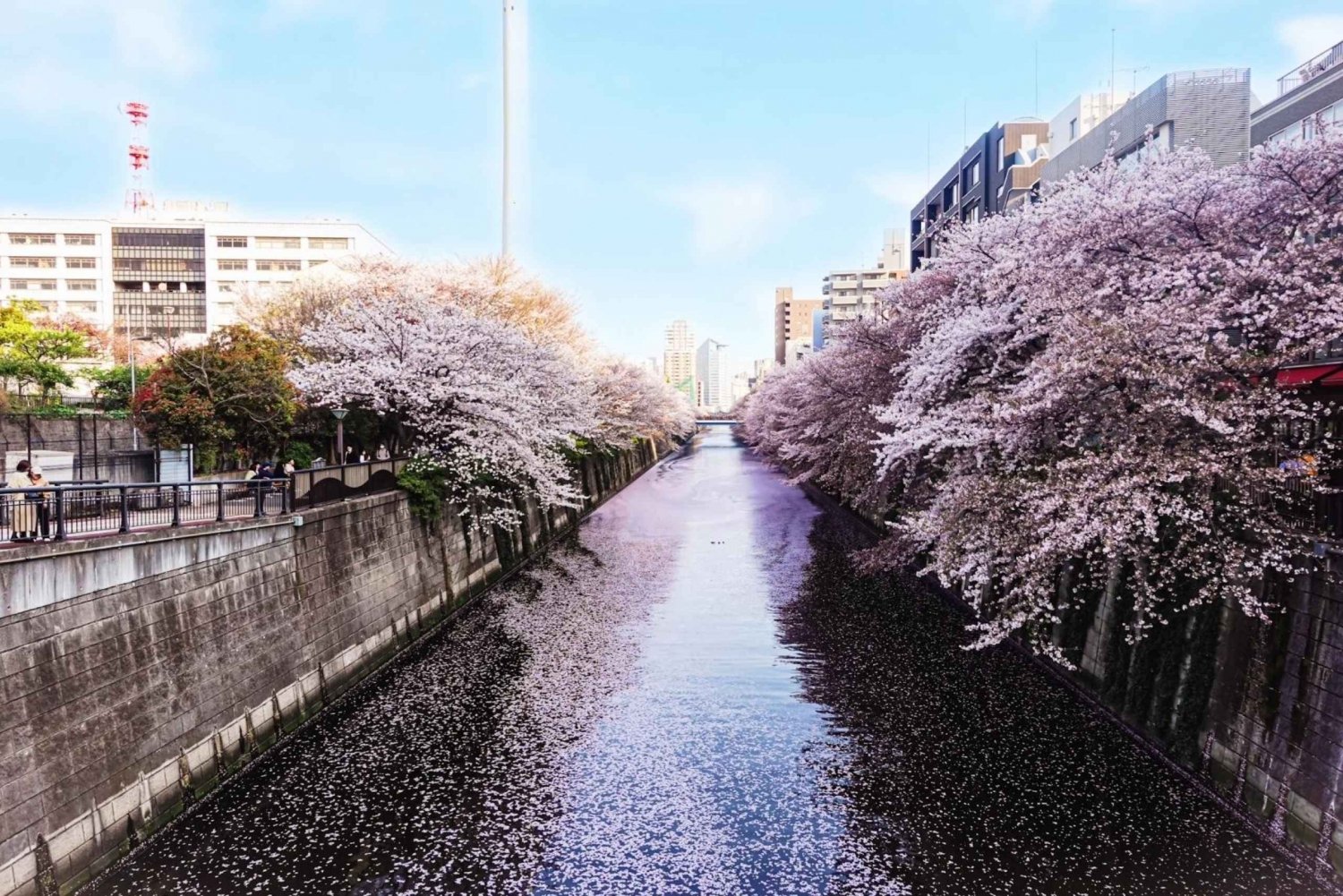 Guida autorizzata Tour a piedi della fioritura dei ciliegi di Tokyo Meguro