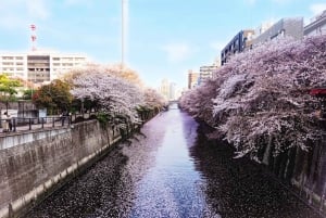 Lisensiert guide Tokyo Meguro Cherry Blossom Omvisning til fots