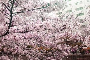 Lisensiert guide Tokyo Meguro Cherry Blossom Omvisning til fots