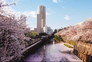 Lisensiert guide Tokyo Meguro Cherry Blossom Omvisning til fots