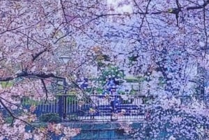 Lisensiert guide Tokyo Meguro Cherry Blossom Omvisning til fots