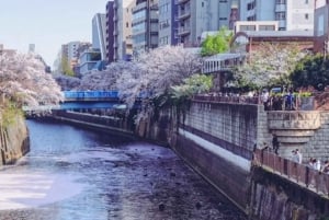Lisensiert guide Tokyo Meguro Cherry Blossom Omvisning til fots