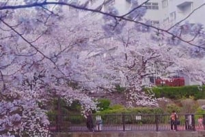 Lisensiert guide Tokyo Meguro Cherry Blossom Omvisning til fots