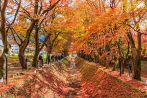 Excursão de 1 dia ao Monte Fuji: a excursão fotográfica mais badalada