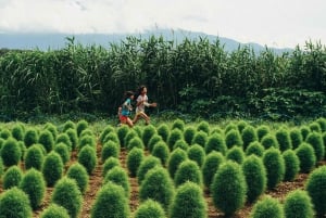 Mount Fuji 5th Station & Fuji Five Lakes Private Day Trip