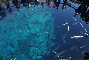 Mount Fuji 5th Station & Fuji Five Lakes Private Day Trip