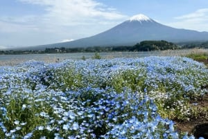 Tokyo: Privat sightseeingtur til Fuji-fjellet og Hakone
