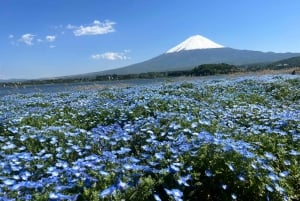 Tokyo: Privat sightseeingtur til Fuji-fjellet og Hakone