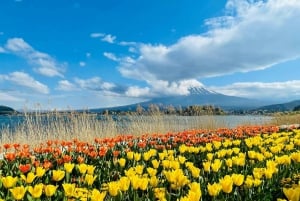 Полный день экскурсии по живописным местам горы Фудзи