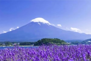 Полный день экскурсии по живописным местам горы Фудзи