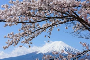 Полный день экскурсии по живописным местам горы Фудзи