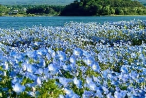 Mount Fuji 5th Station & Fuji Five Lakes Private Day Trip