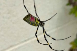 Tokio: prywatna wycieczka na górę Fuji i do Hakone z angielskojęzycznym kierowcą