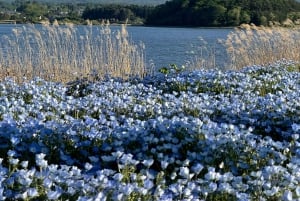 Tokio: prywatna wycieczka na górę Fuji i do Hakone z angielskojęzycznym kierowcą