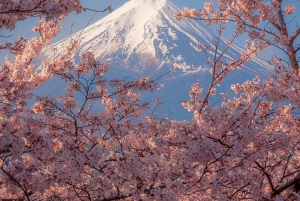 Fuji-bjerget Privat heldagstur fra Tokyo i bil eller varevogn