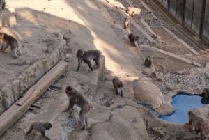 Tokio: Wycieczka piesza z przewodnikiem na górę Takao