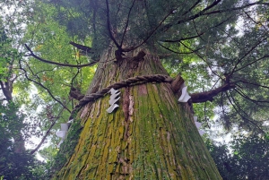 Tokio: Wycieczka piesza z przewodnikiem na górę Takao