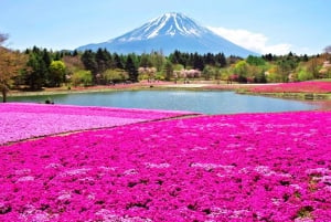 Mt.Fuji, Arakura Sengen Park,Oishino hakkai,Kawaguchico Trip