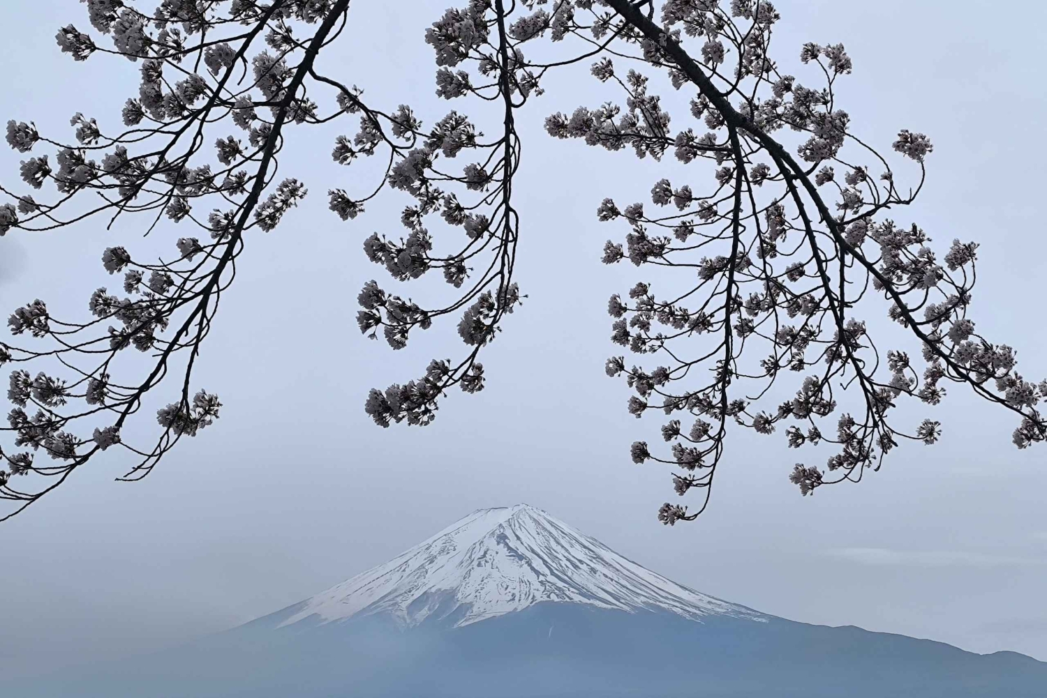 Konstnärlig dagsutflykt till Fuji Kawaguchiko: Konst- och naturmuseum